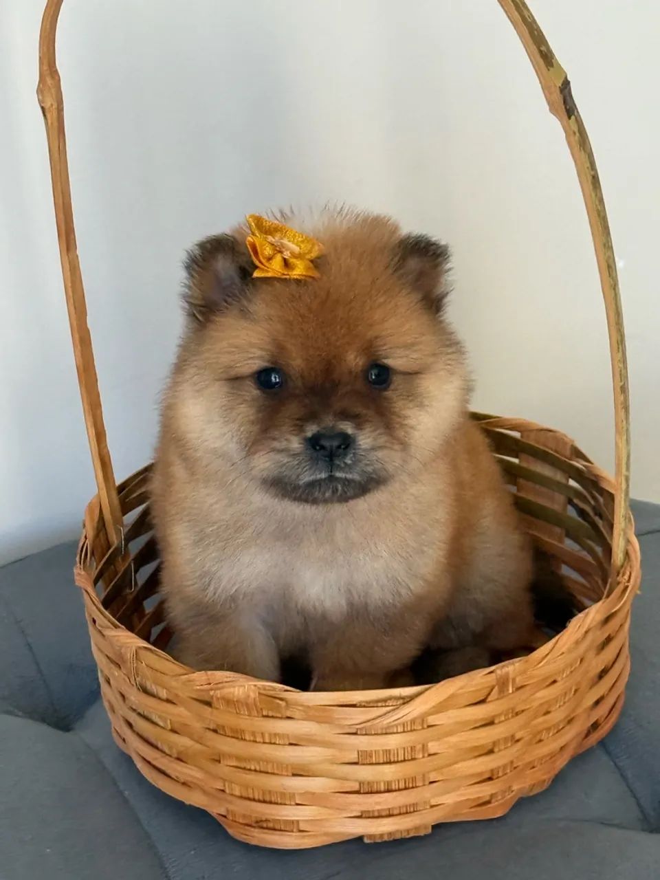 Chow Chow  - Foto 3