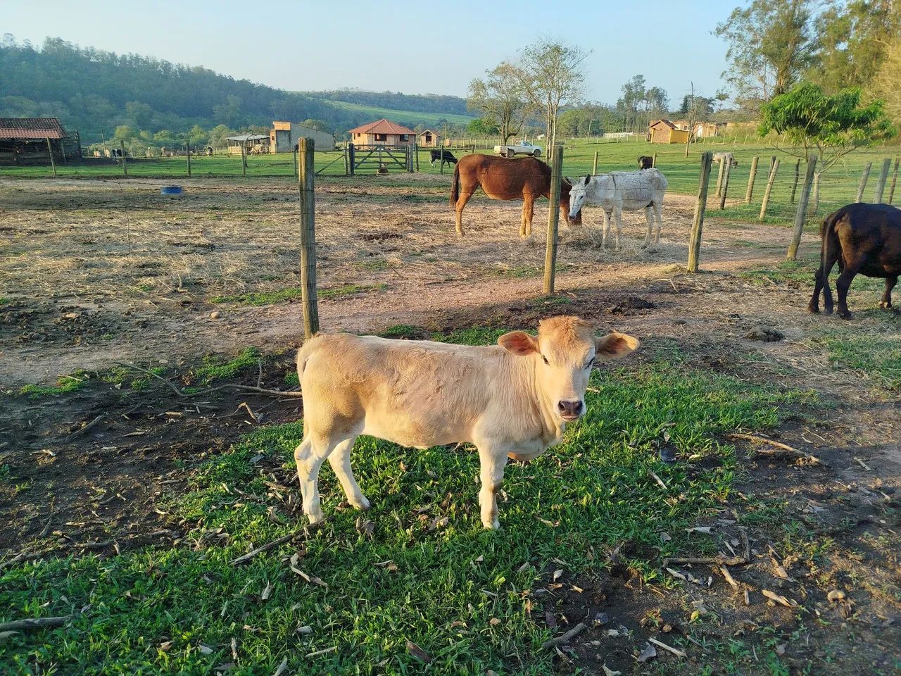 Mini vaca - Foto 3