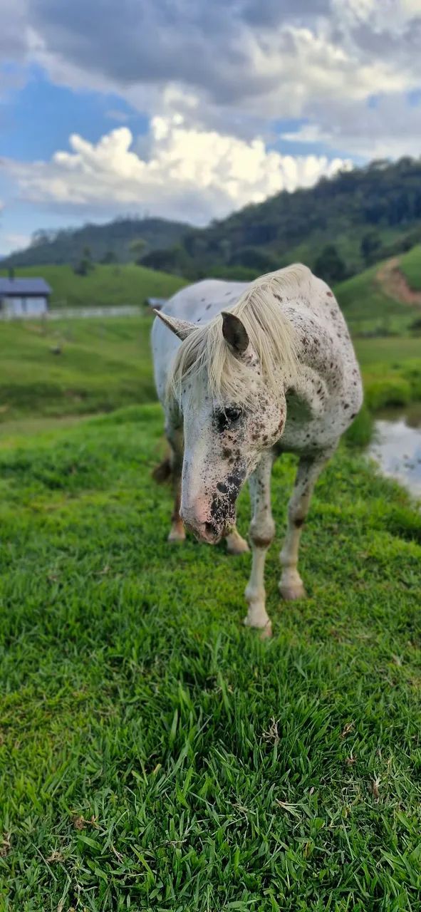 Cavalo (égua) Appaloosa