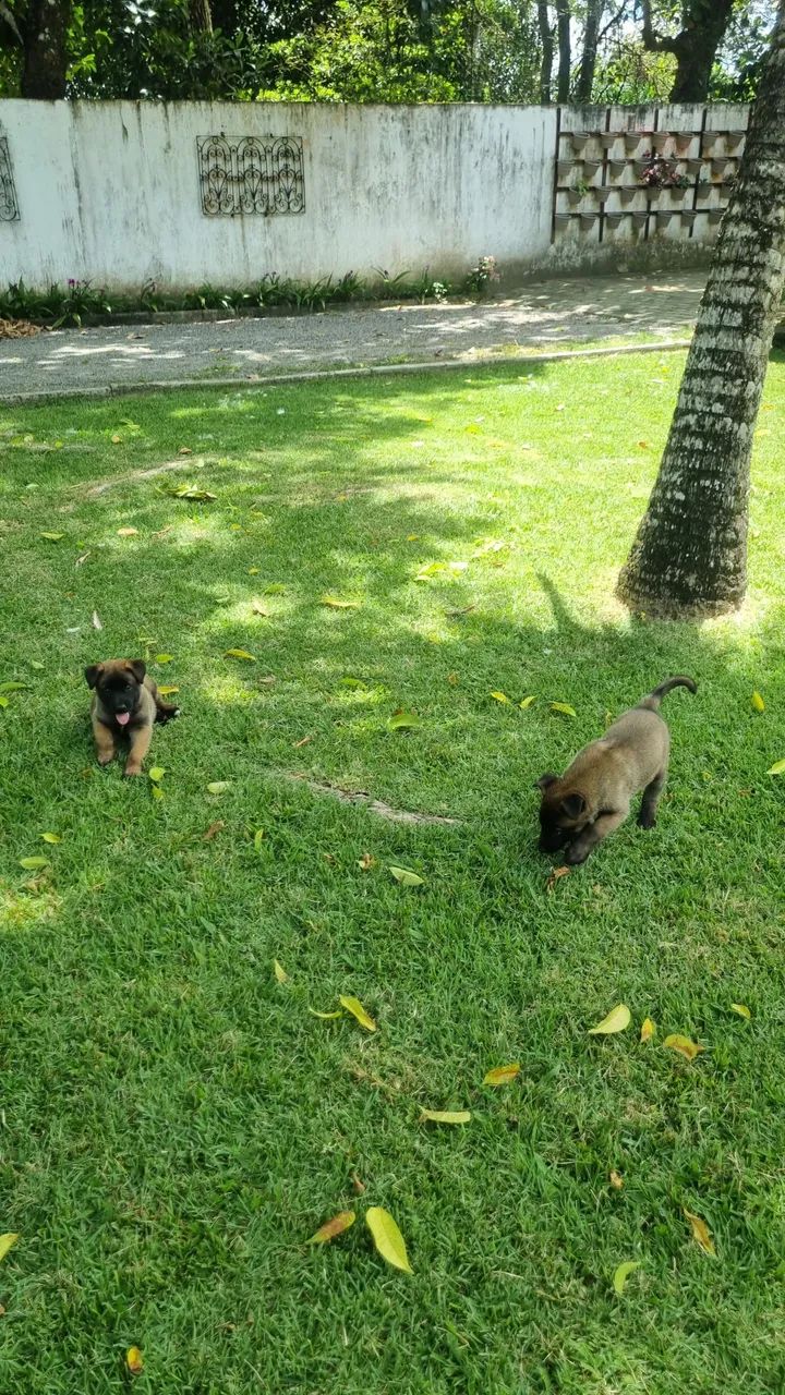 Pastor Malinois  - Foto 3