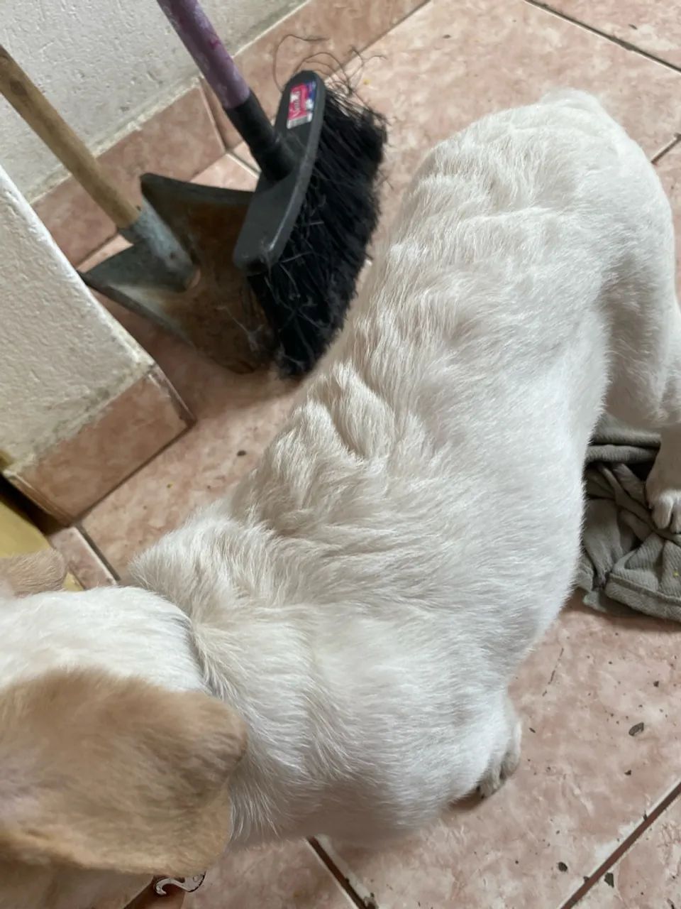 Cachorro para doação  - Foto 3