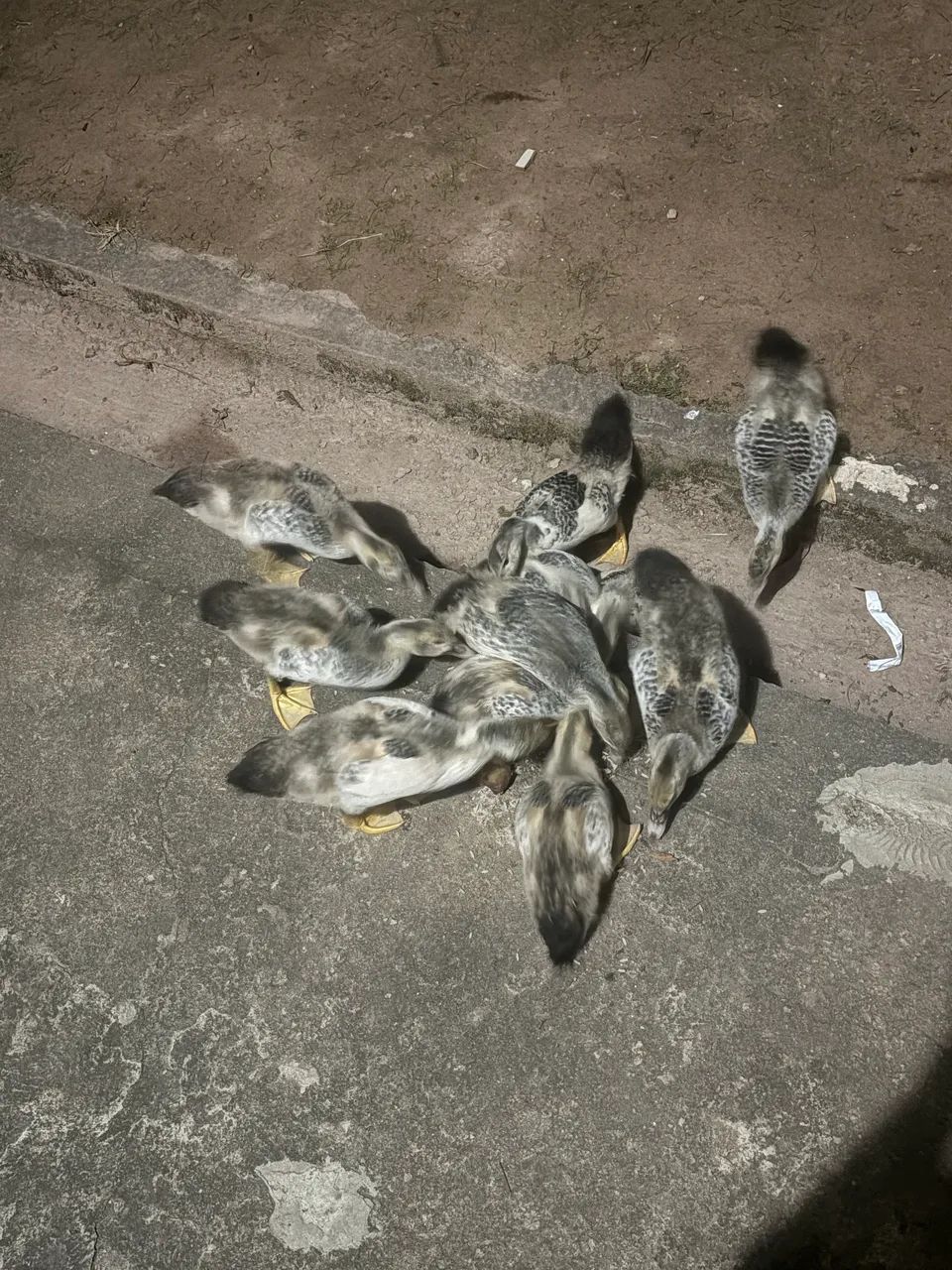 Família de Pato Mudo / Crioulo - Casal Adulto + 11 Filhotes (2 Meses) - Foto 2