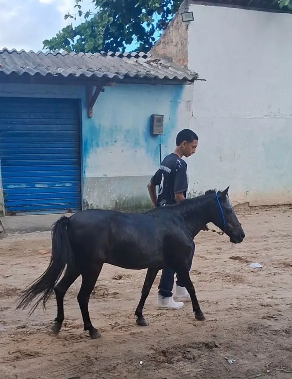 Ponei