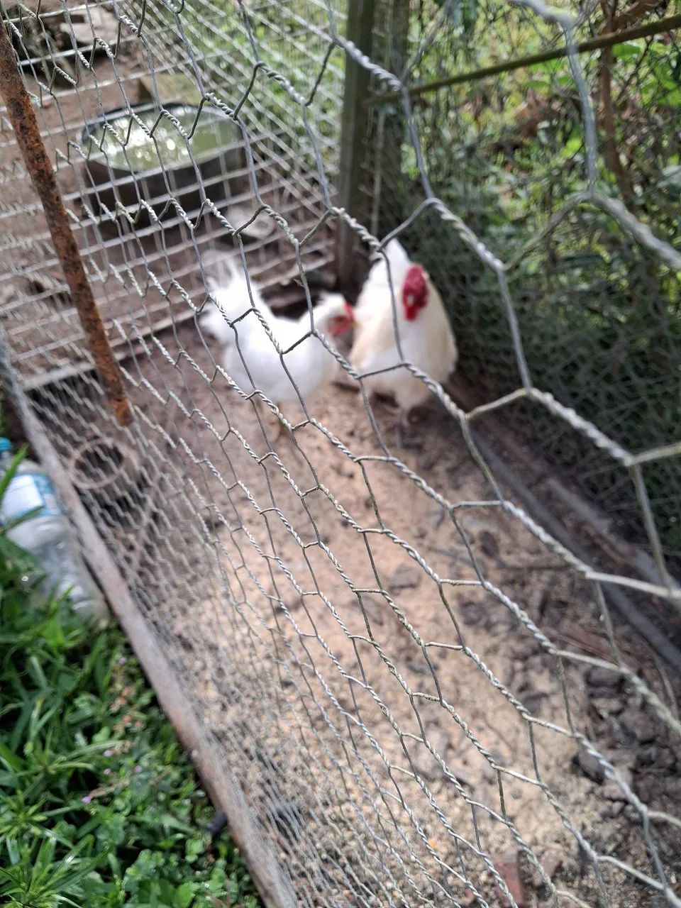 Galinhas Brahma  - Foto 3