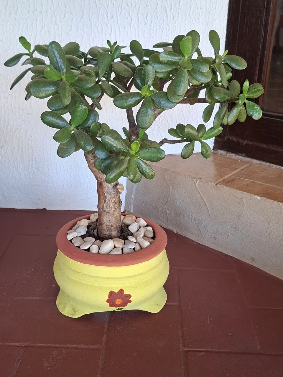 Planta Jade - Foto 2