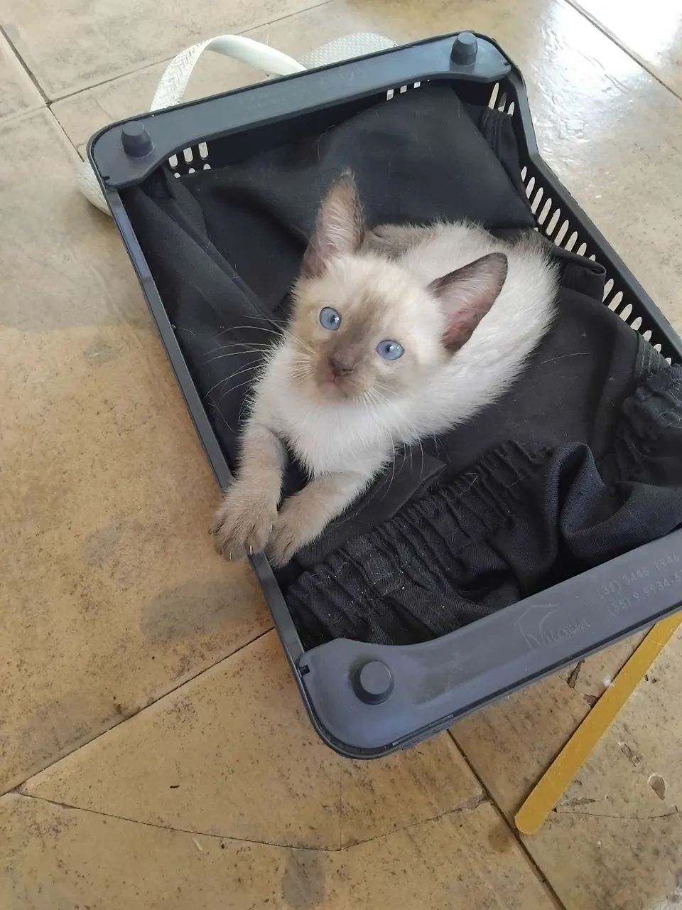 Gatinhos de 3 meses para adoção ,siameses ,um casal  - Foto 3