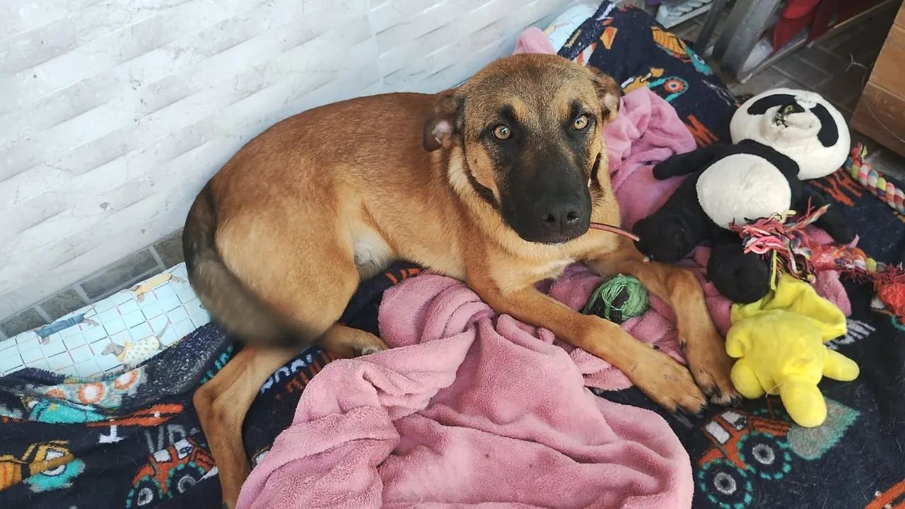Adoção cachorro - Romeu - Foto 2