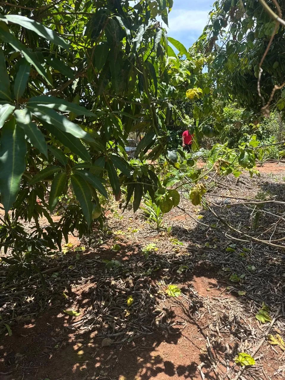 Foto - Osasco - Umuarama