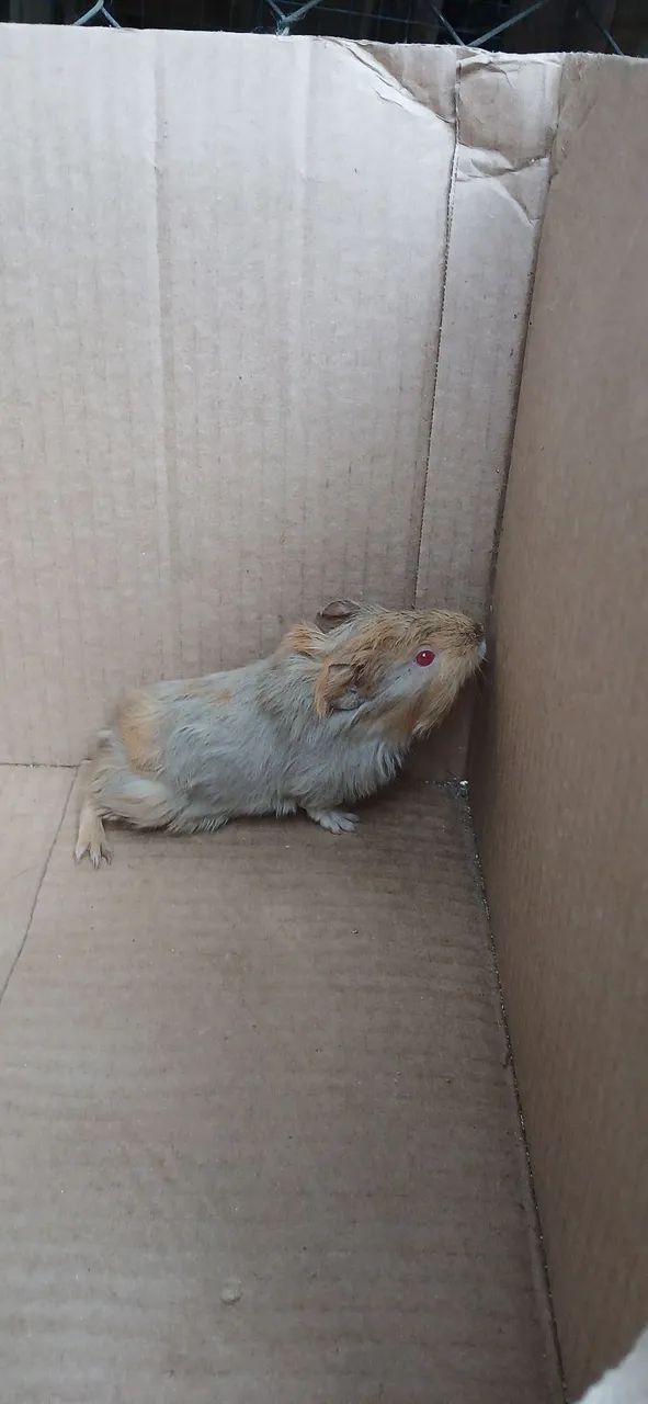 PORQUINHO DA ÍNDIA INGLÊS  - Foto 5