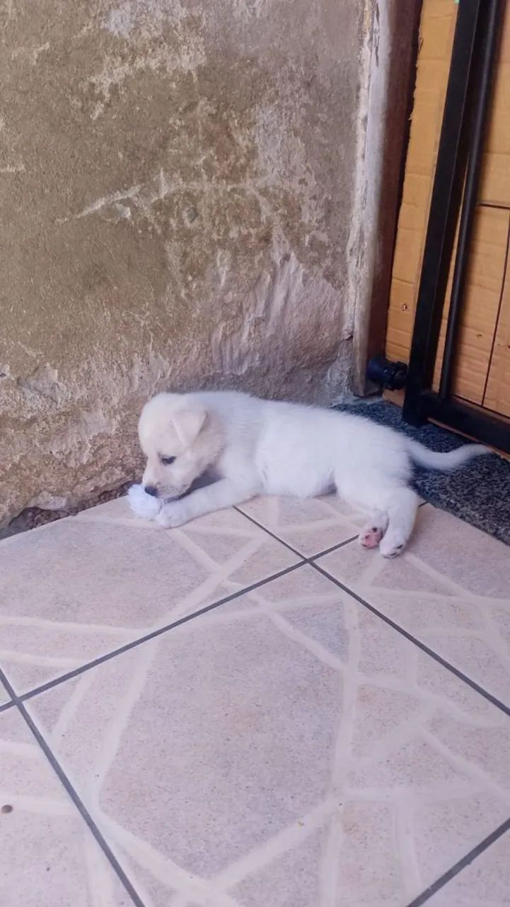 Pastor suíço  - Foto 2