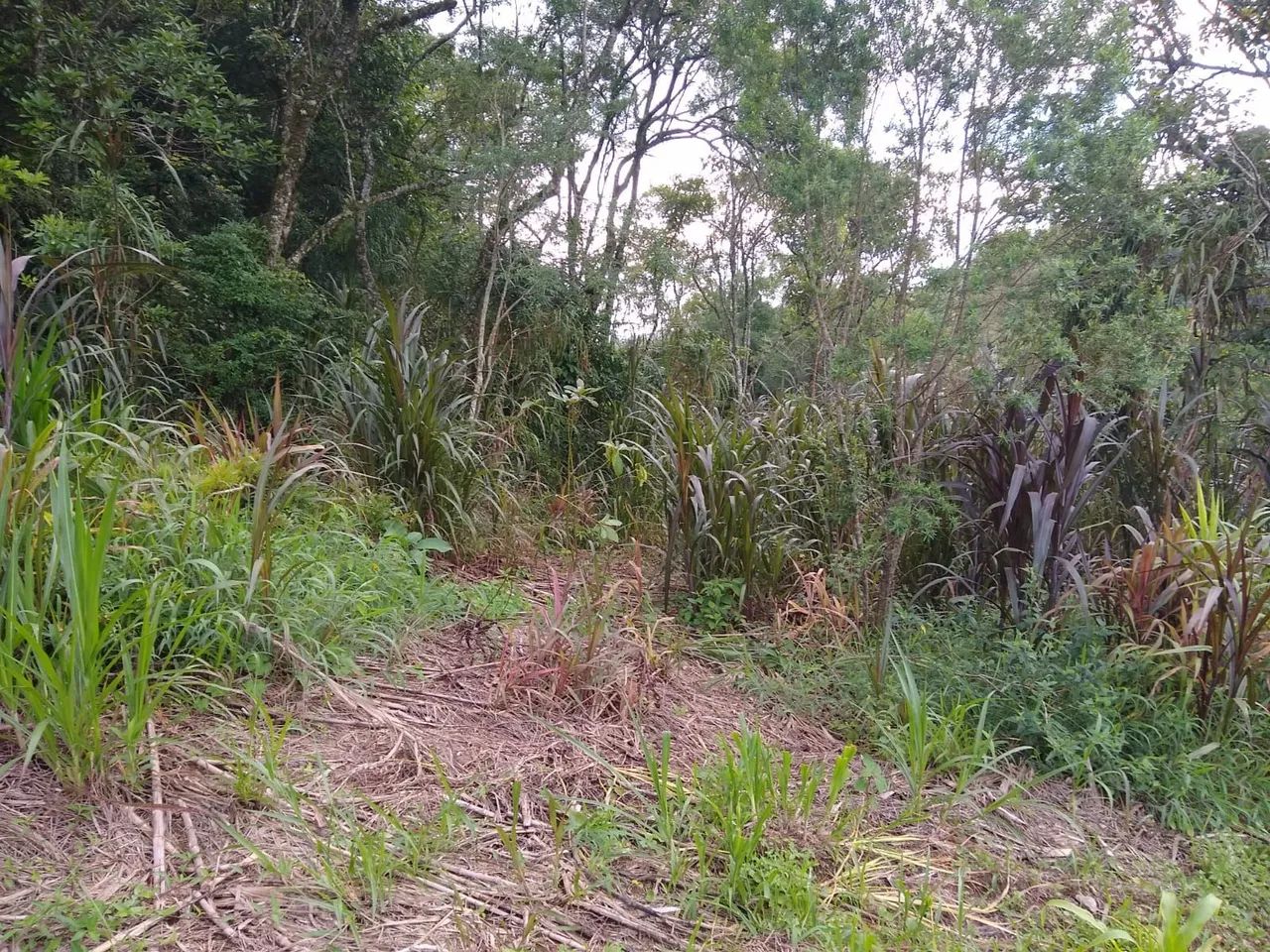 Sítio Piedade/S - Foto 4