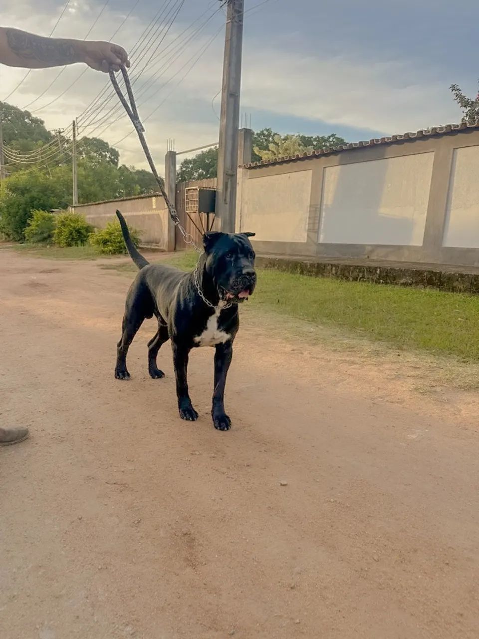 Filhote de Cane Corso  - Foto 5