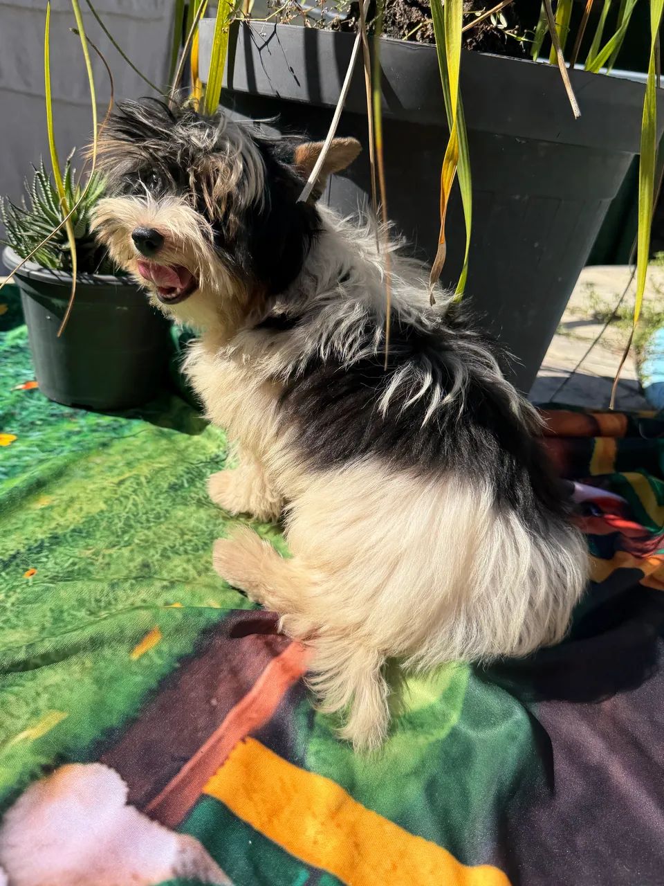 Biewer Terrier  - Foto 2