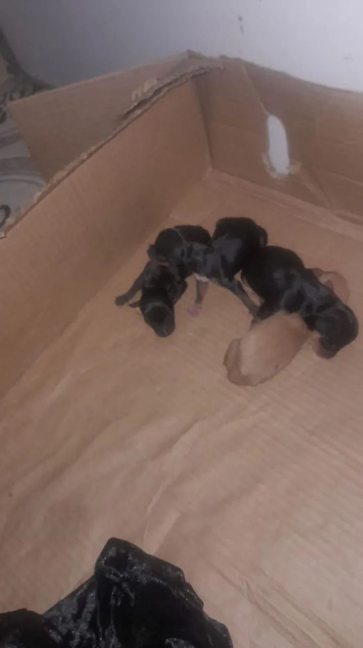 Pinscher 1