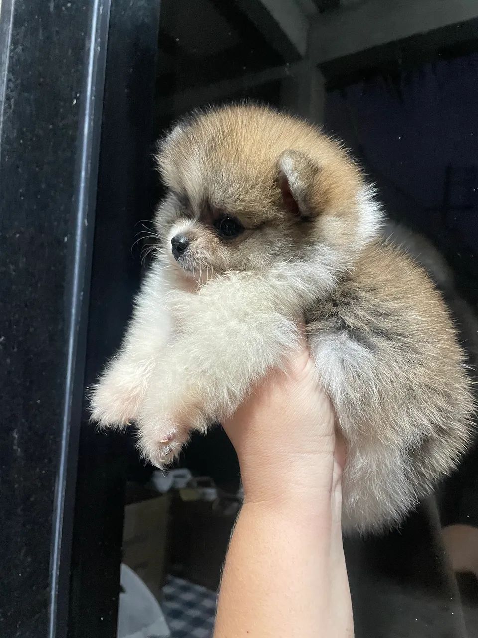 Cachorro - Foto 2