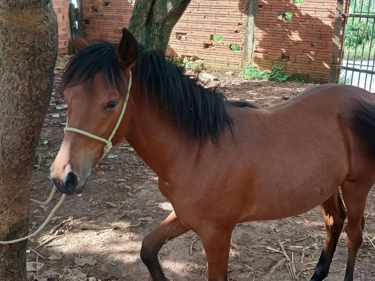 Potra quarto de milha - Foto 2