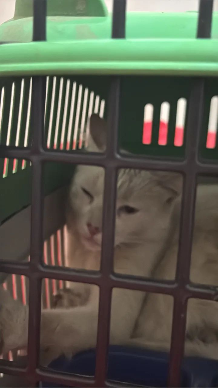 Doação de gata