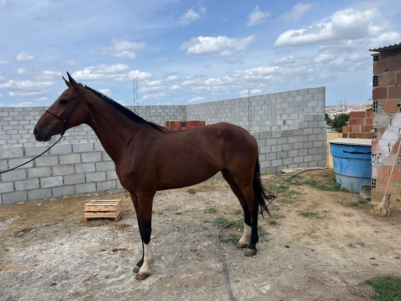 Egua pra venda - Foto 2