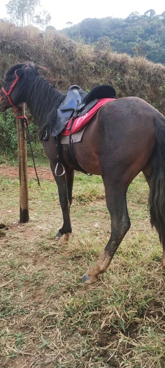 cavalo marcha picada,3 anos e meio castrado porte médio pra grande , castanho mascarado ok - Foto 6