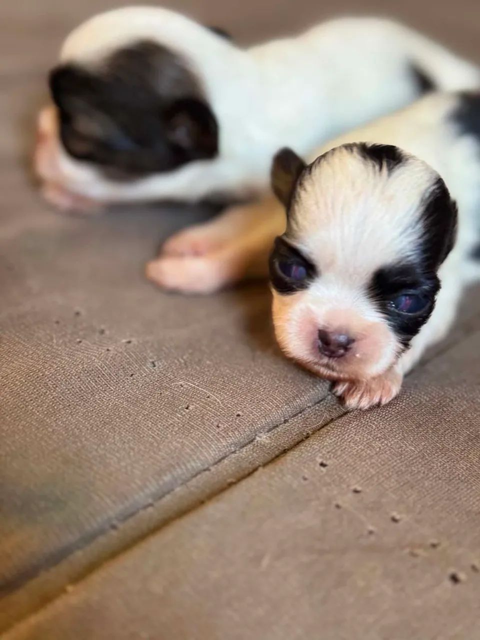 Vendo cachorro, raça Shitzu. - Foto 3