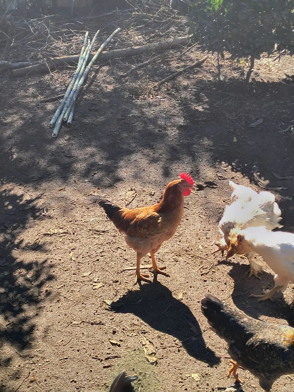Frango caipira - Foto 2