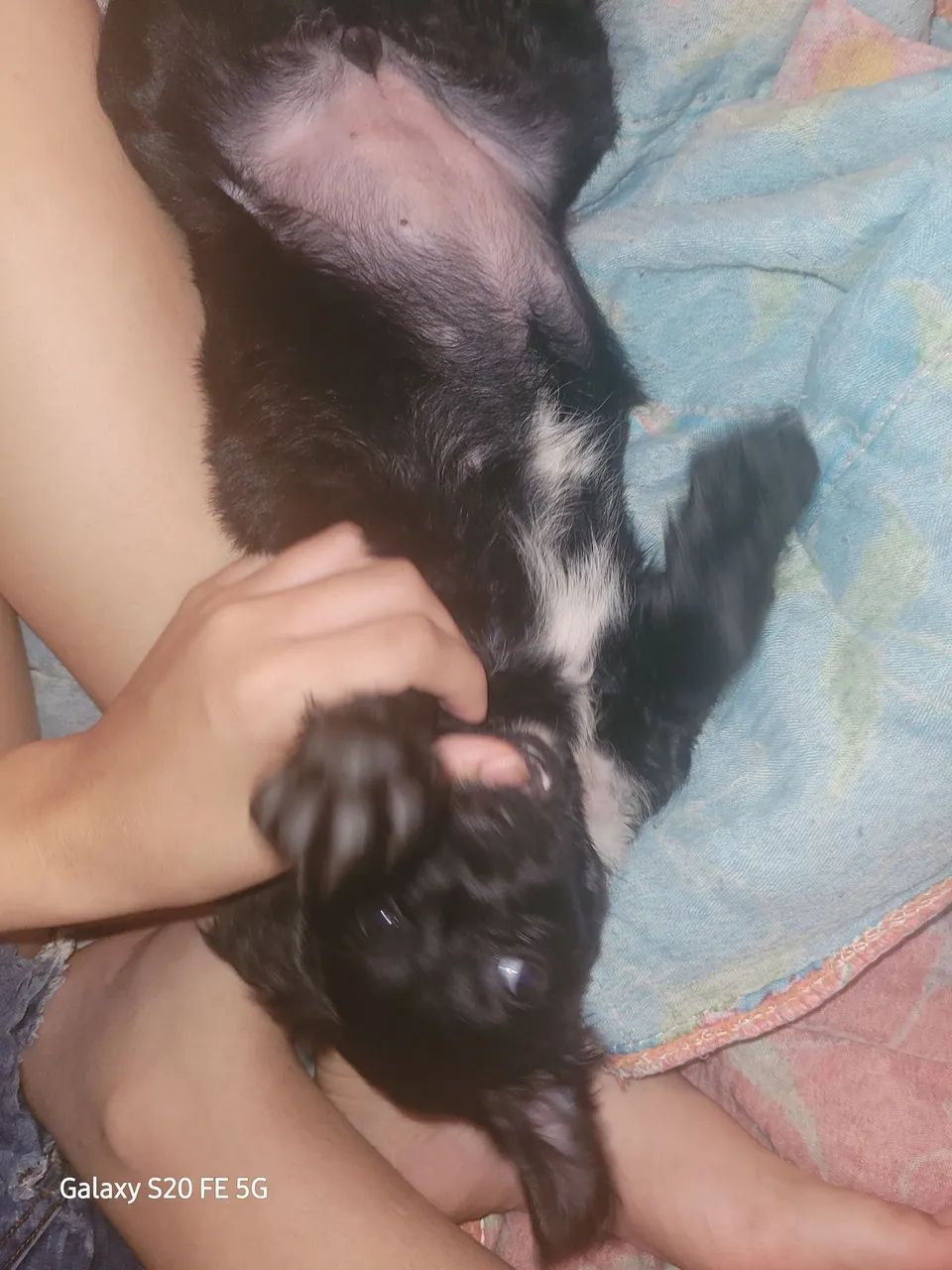 Cachorro filhote  - Foto 3