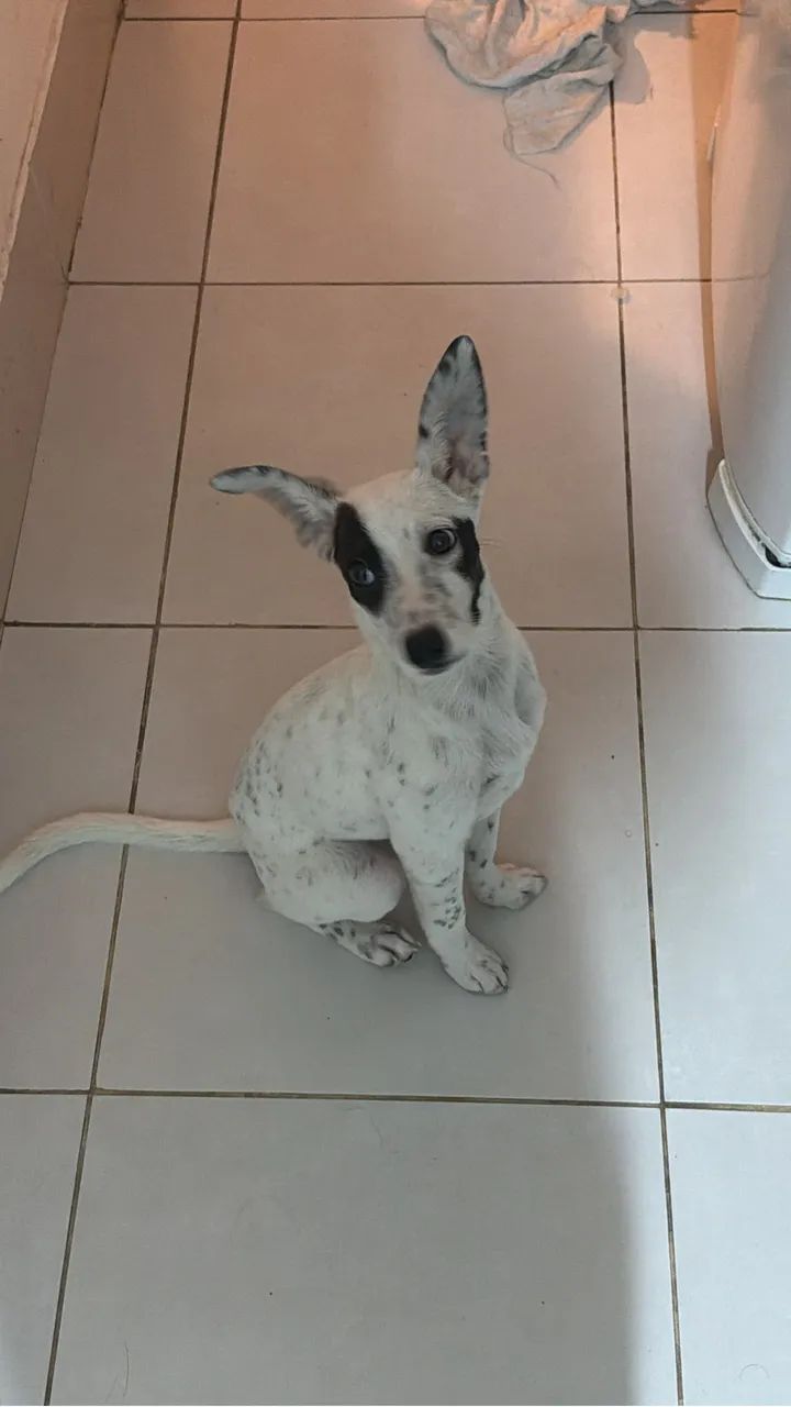 Cachorrinha - Foto 2