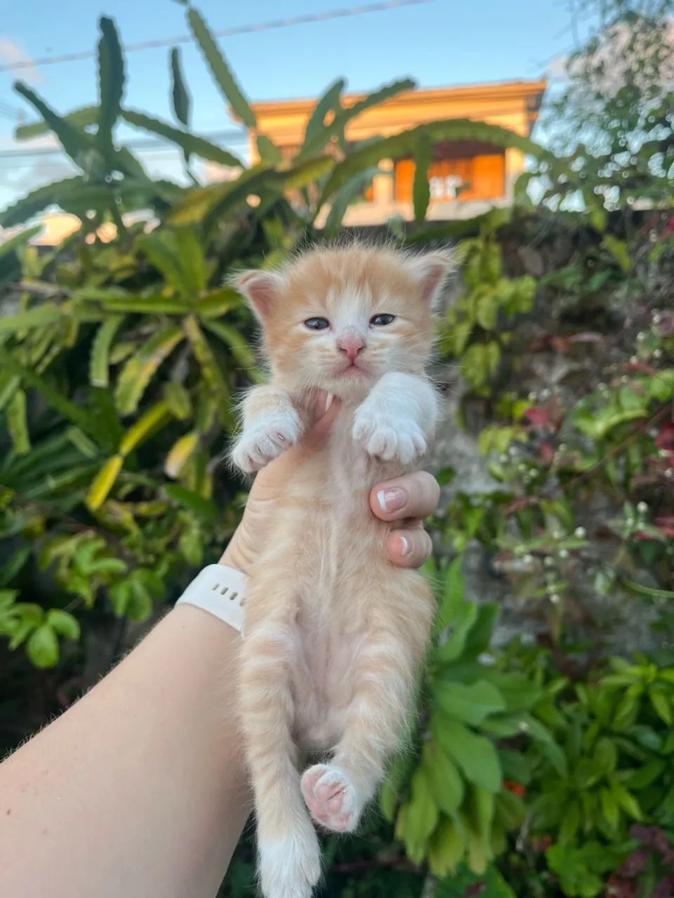 Gatinhas para doação  - Foto 2