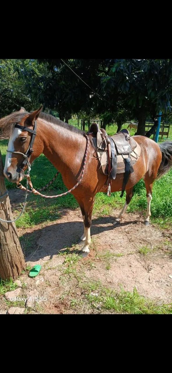 Egua mangalarga  - Foto 3