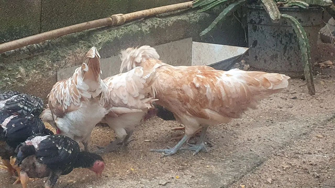 Casal de polinesa camursa