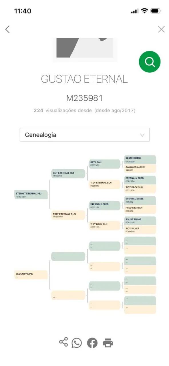 Cavalo Baio - Foto 6