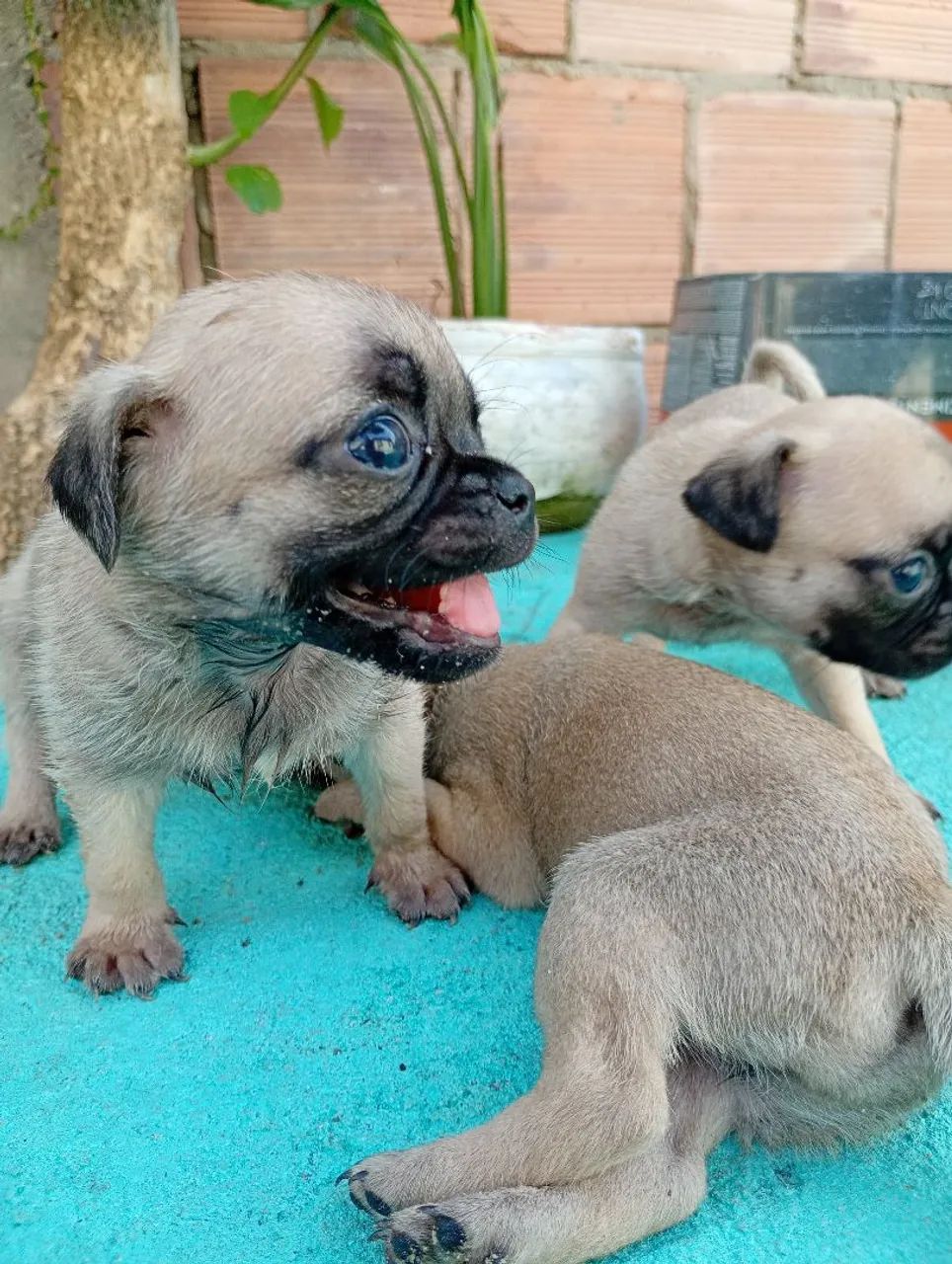 Filhotes de PUG - Foto 5