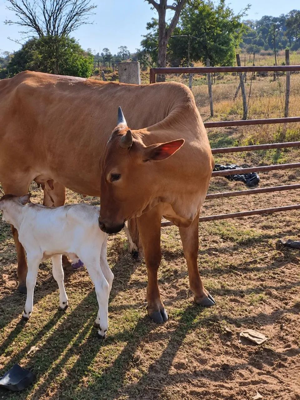 Vaca parida de macho 