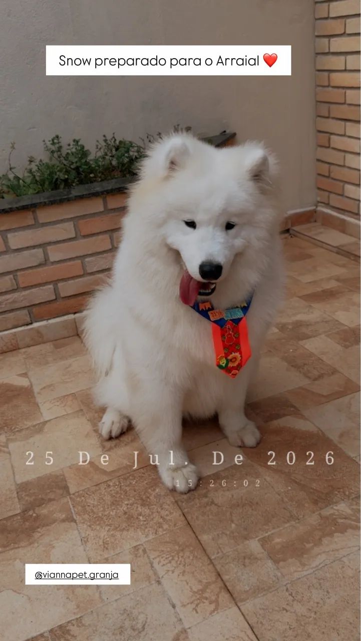 Samoieda 10 meses  - Foto 2