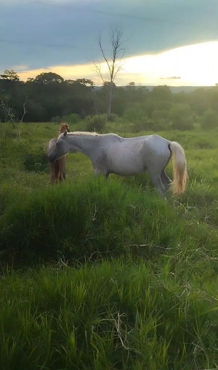 Égua parida de fêmea  - Foto 2