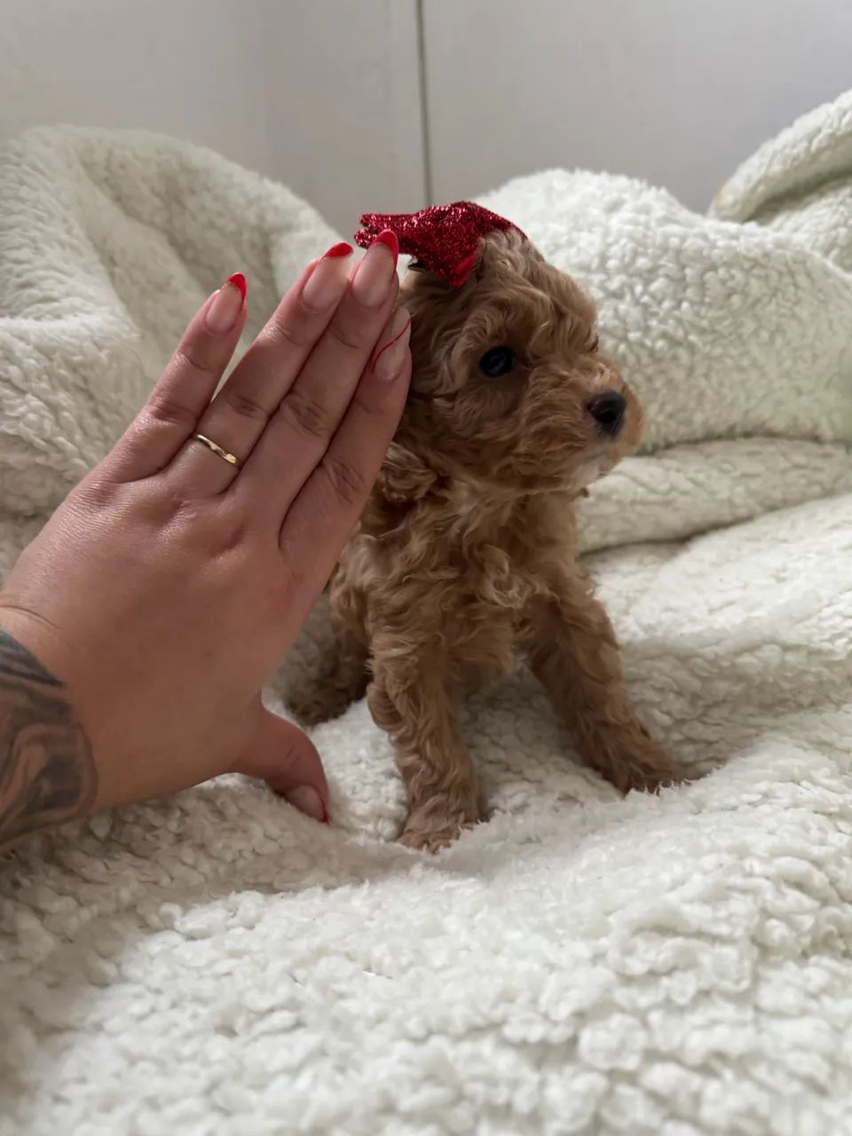 Poodle Toy filhote com contrato e garantia - Foto 4