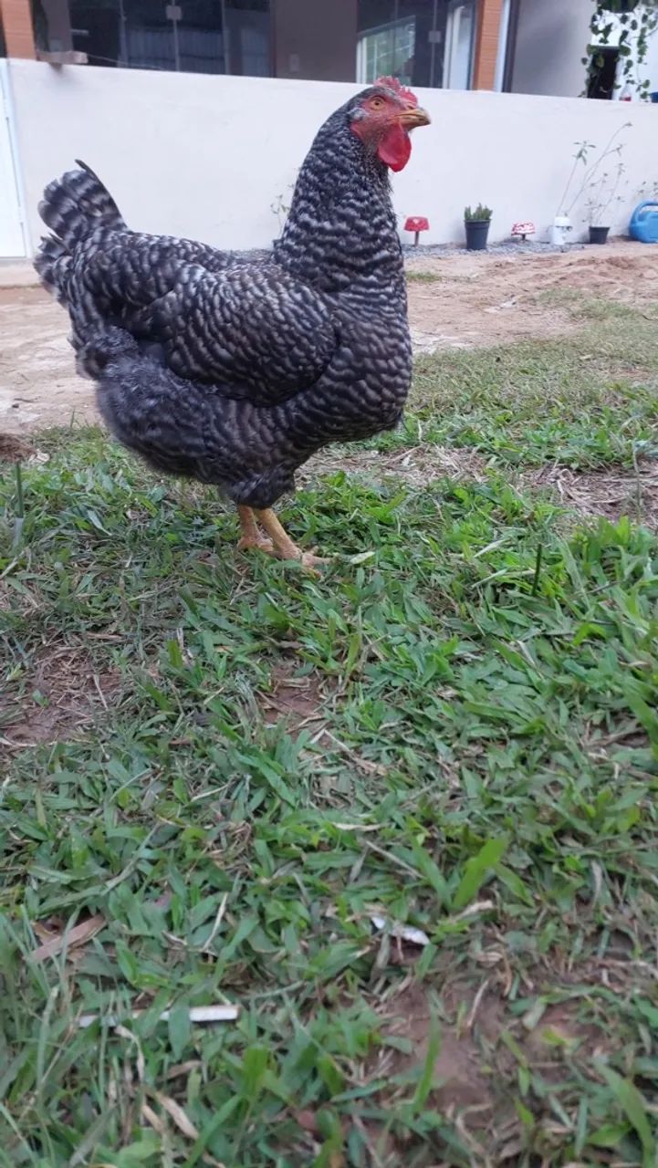 Galinha Caipira - Foto 3