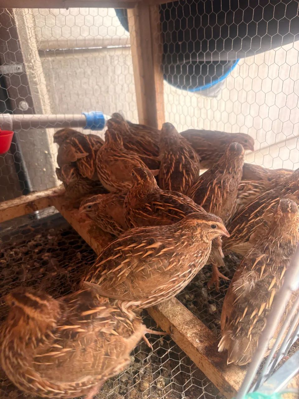 Codornas para vender 65573790873985122