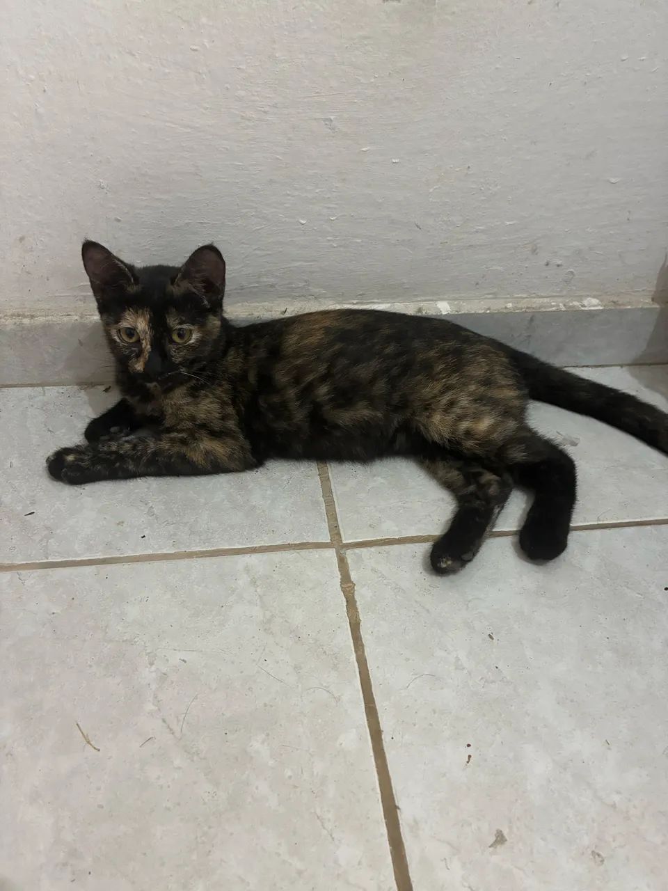 Adoção Responsável  - Foto 2