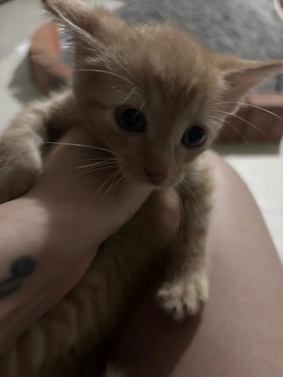 Gatos adoção  - Foto 2