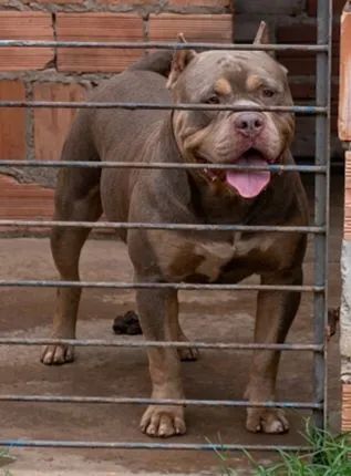 Pitmonster  - Foto 2
