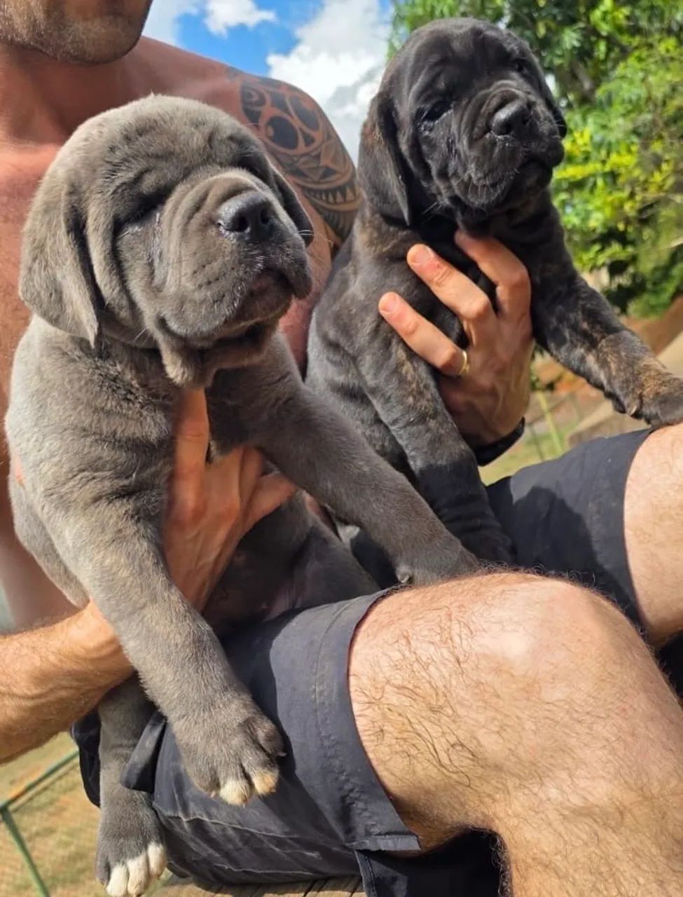 Filhote de Cane Corso - Foto 3