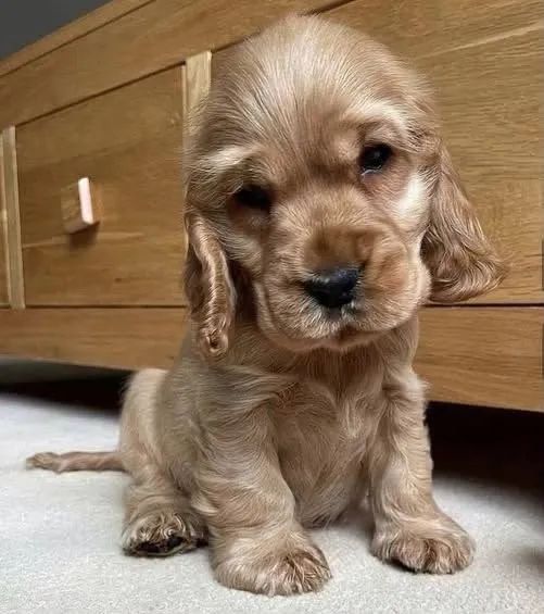 Cocker spaniel carinhoso 