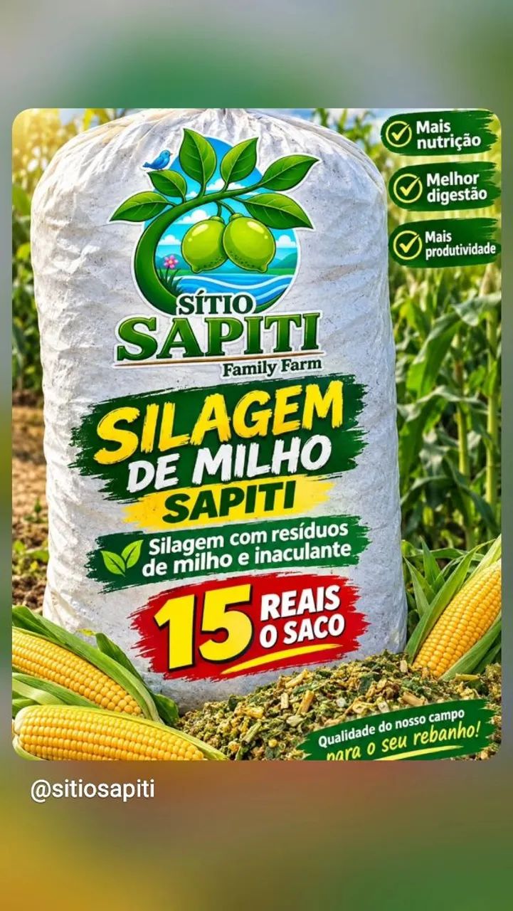Silagem de milho 