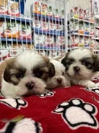 Shihtzu machos e fêmeas perfeitos e perfeitas 
