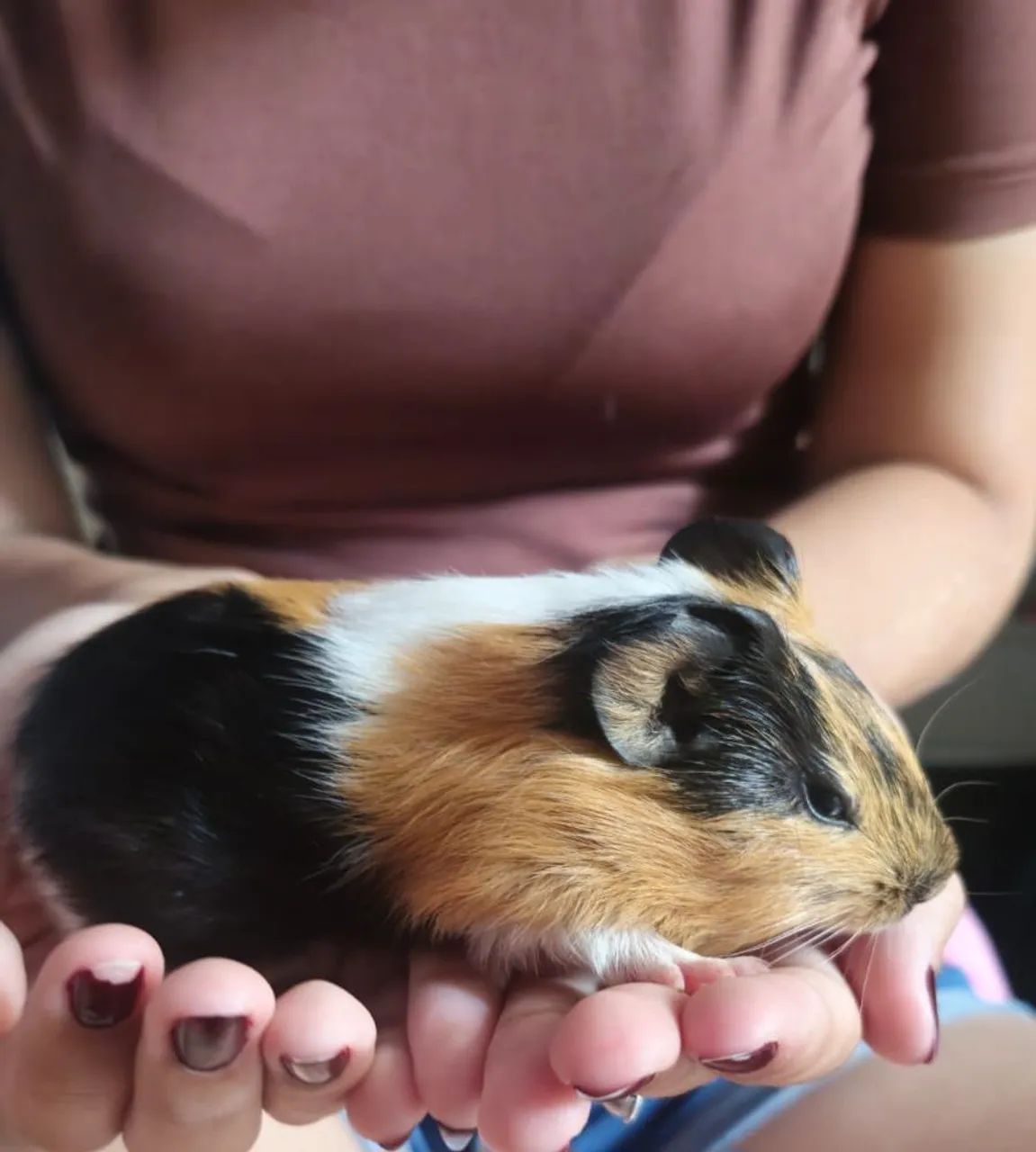 Filhotes de porquinho da india machos.