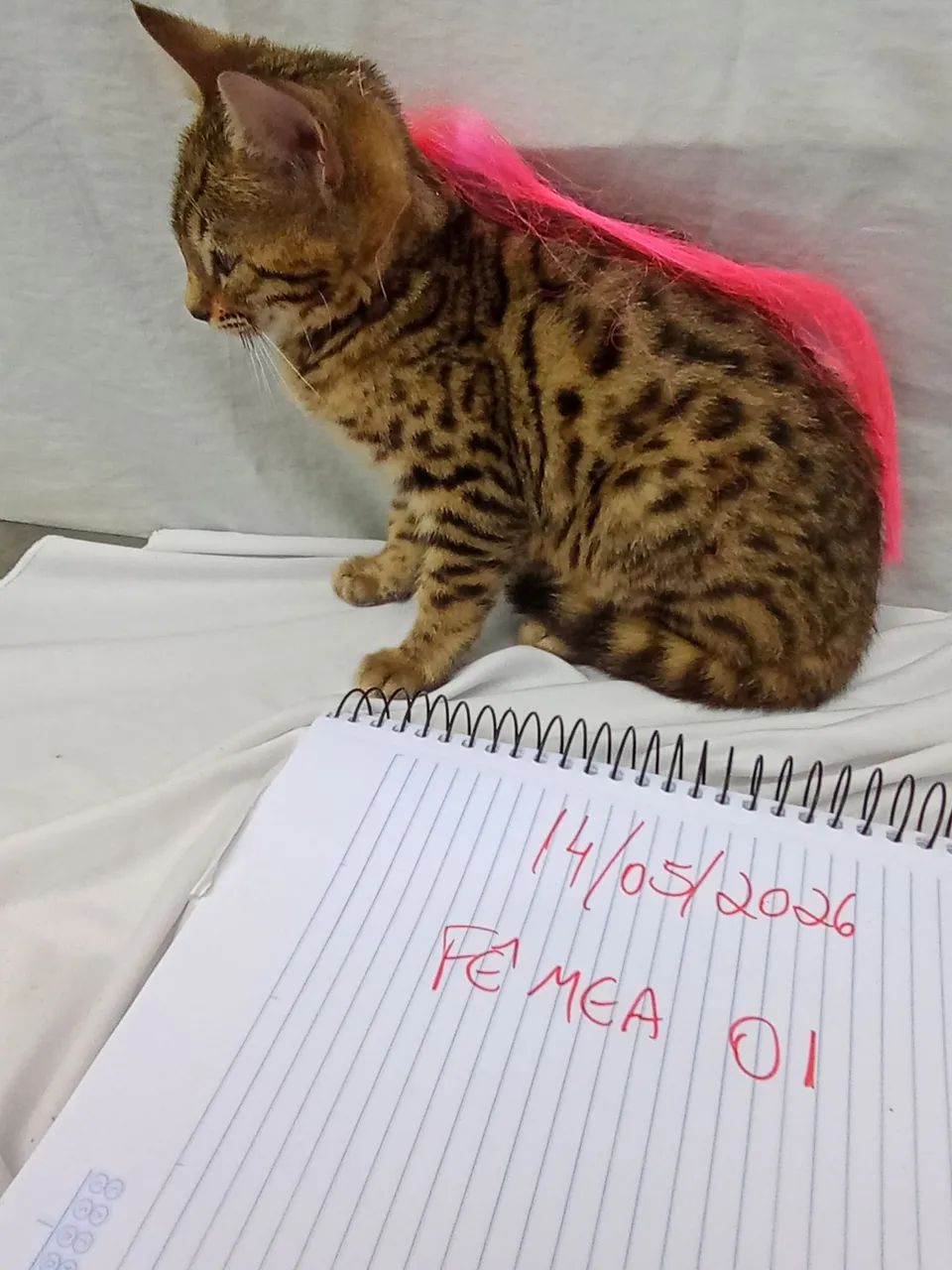 Filhotes Gato Bengal Lindas Rosetas DoNuts c/ Garantia e Pedigree DNA 100 % Bengal    - Foto 4