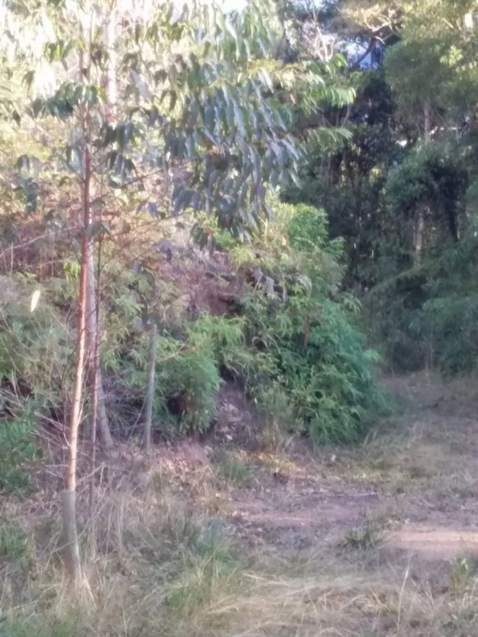 Chácaras a partir de 1000m2 - Chapadão Figueira - Botuverá - Foto 5