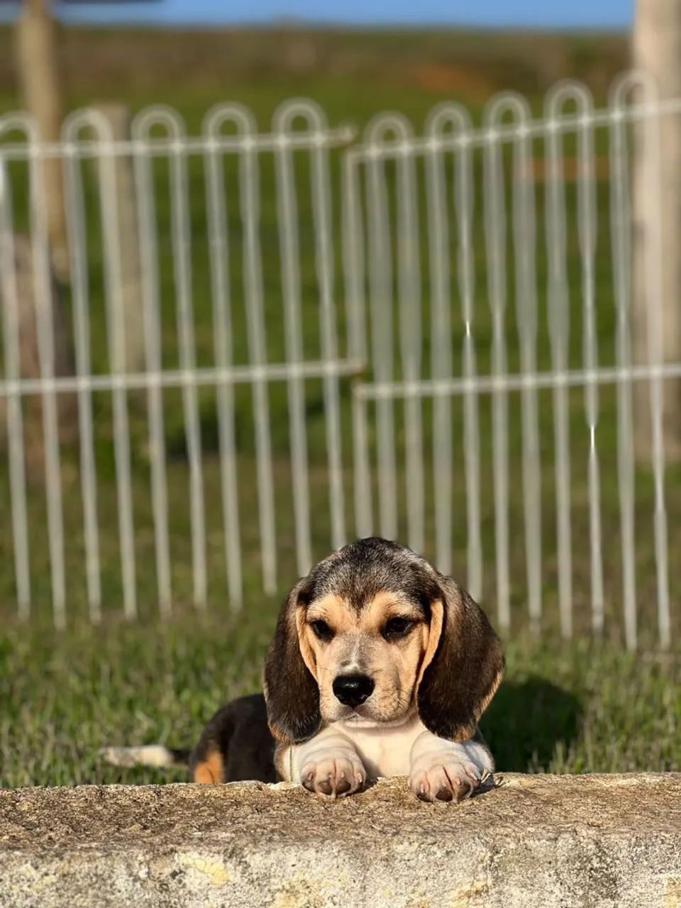 BEAGLES LINDOS - Foto 2