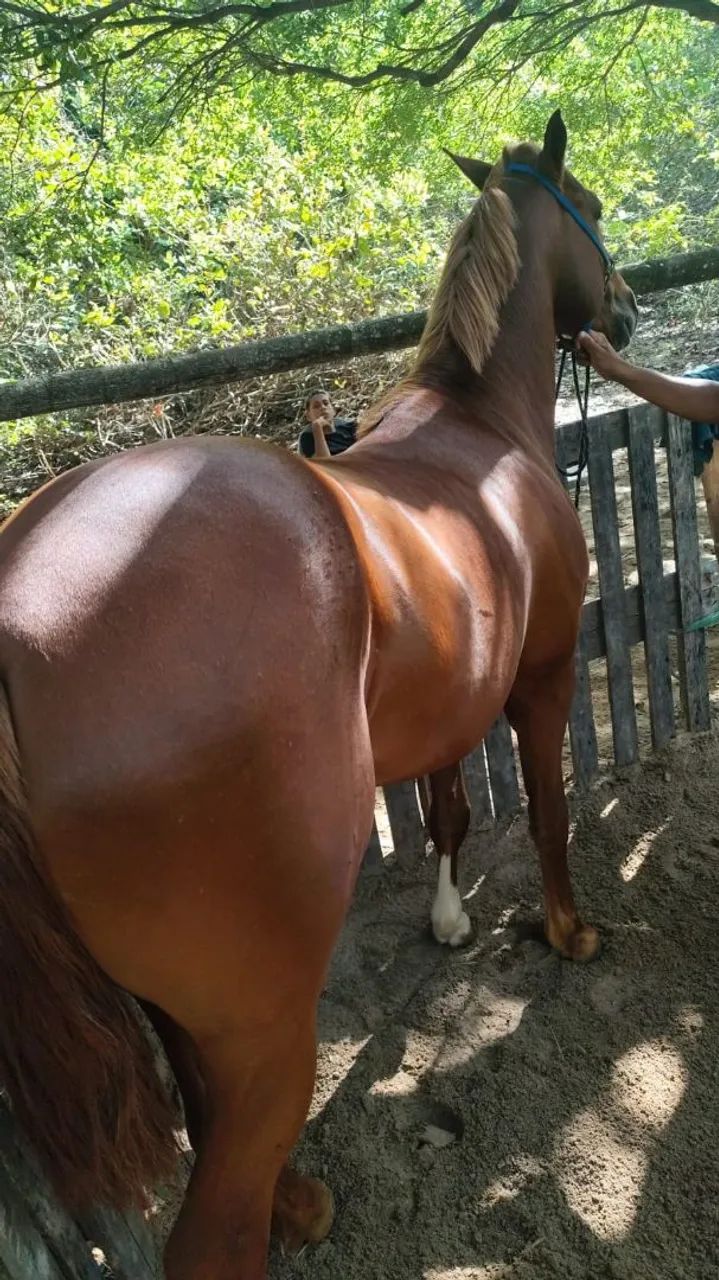 Vendo ou troco 